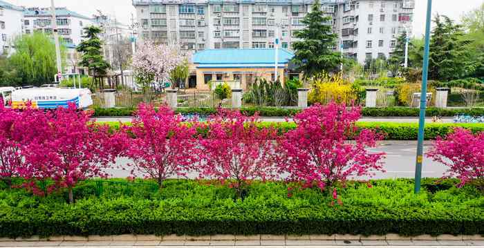 赏花感言 赏花明湖东路 感受“一步一景、步移景异”