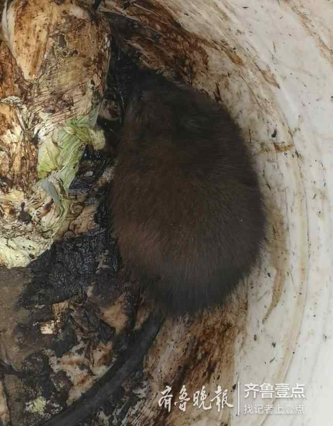 马金生 济南村民抓到一只40厘米“大老鼠”，专家：系外来物种