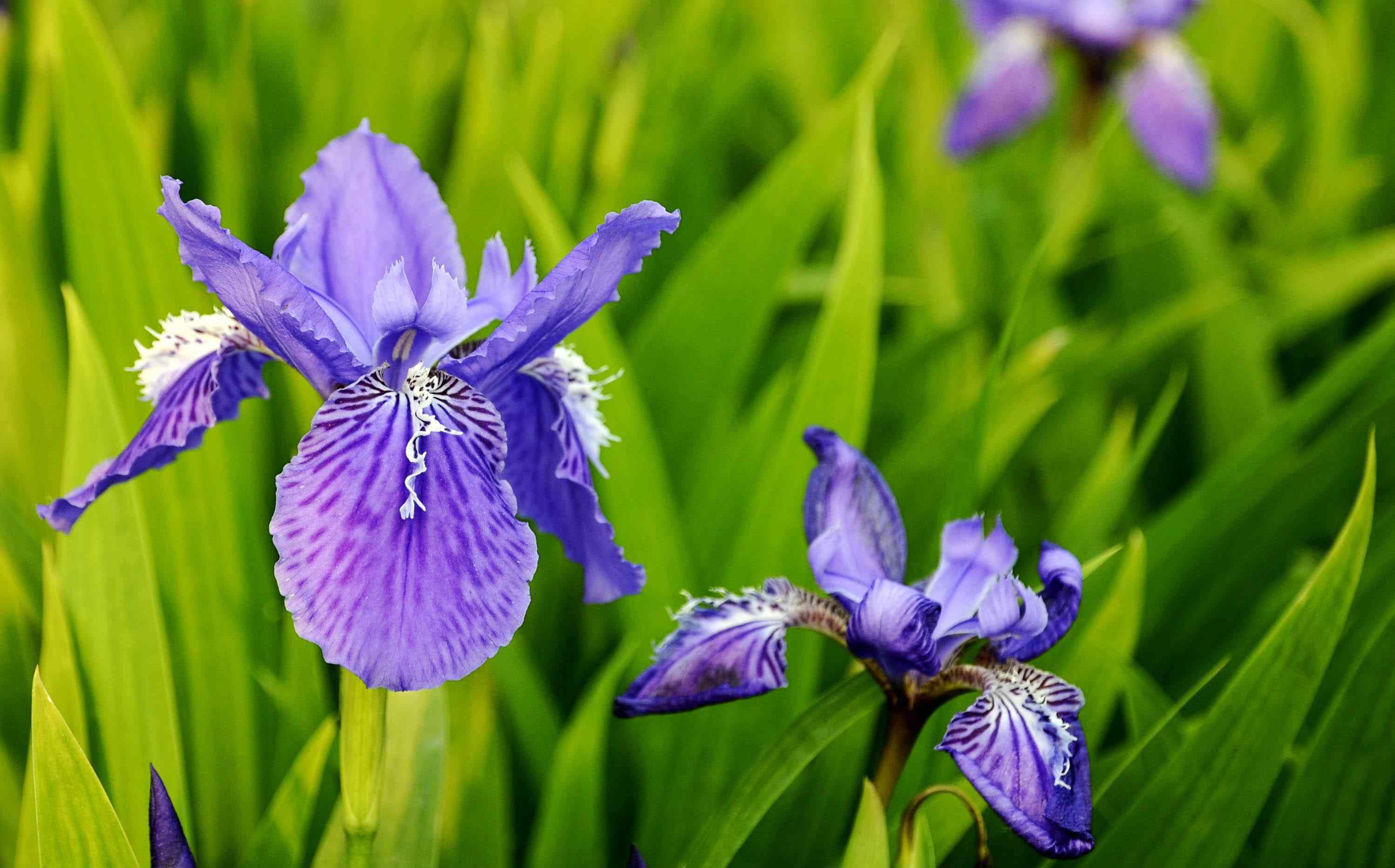 又什么又什么的花朵 春天有什么花开 常见的盛开在春天的五种花朵