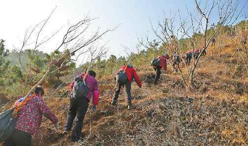 绿化树木 南山绿化树种不是简单问题 植什么树造什么林南山才更绿