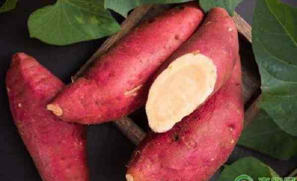 红薯产地 今年红薯的种植前景分析（附2019年红薯价格行情）