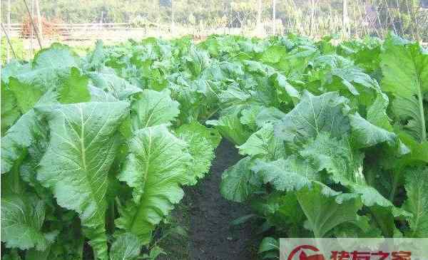 荠菜产地 芥菜产地在哪里