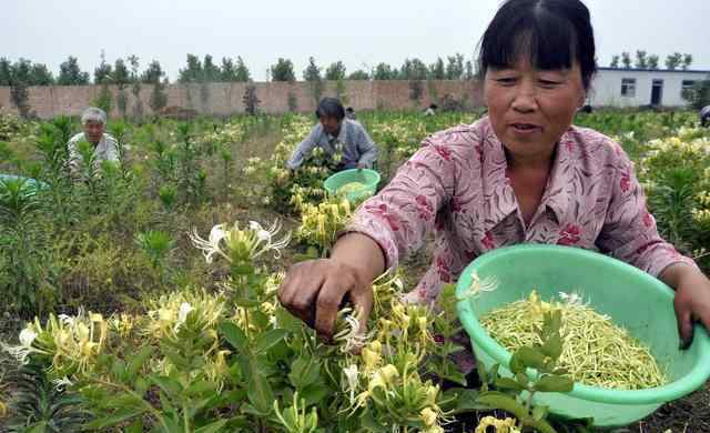 金银花什么时候开花 金银花的7个花期您知道吗，如何确定最佳的采摘时期？