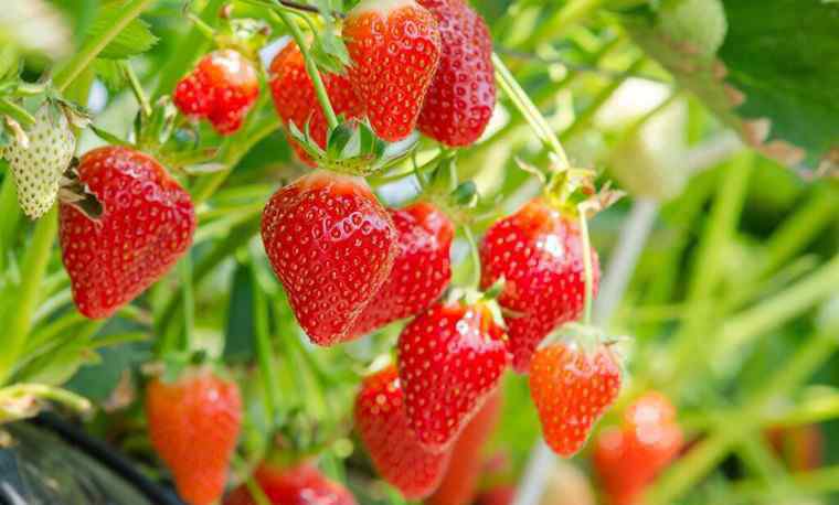 草莓什么季节 草莓多少钱一斤 草莓什么季节成熟