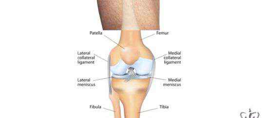 膝盖半月板 3D打印新突破：膝盖半月板成功复制，即将投入临床试验
