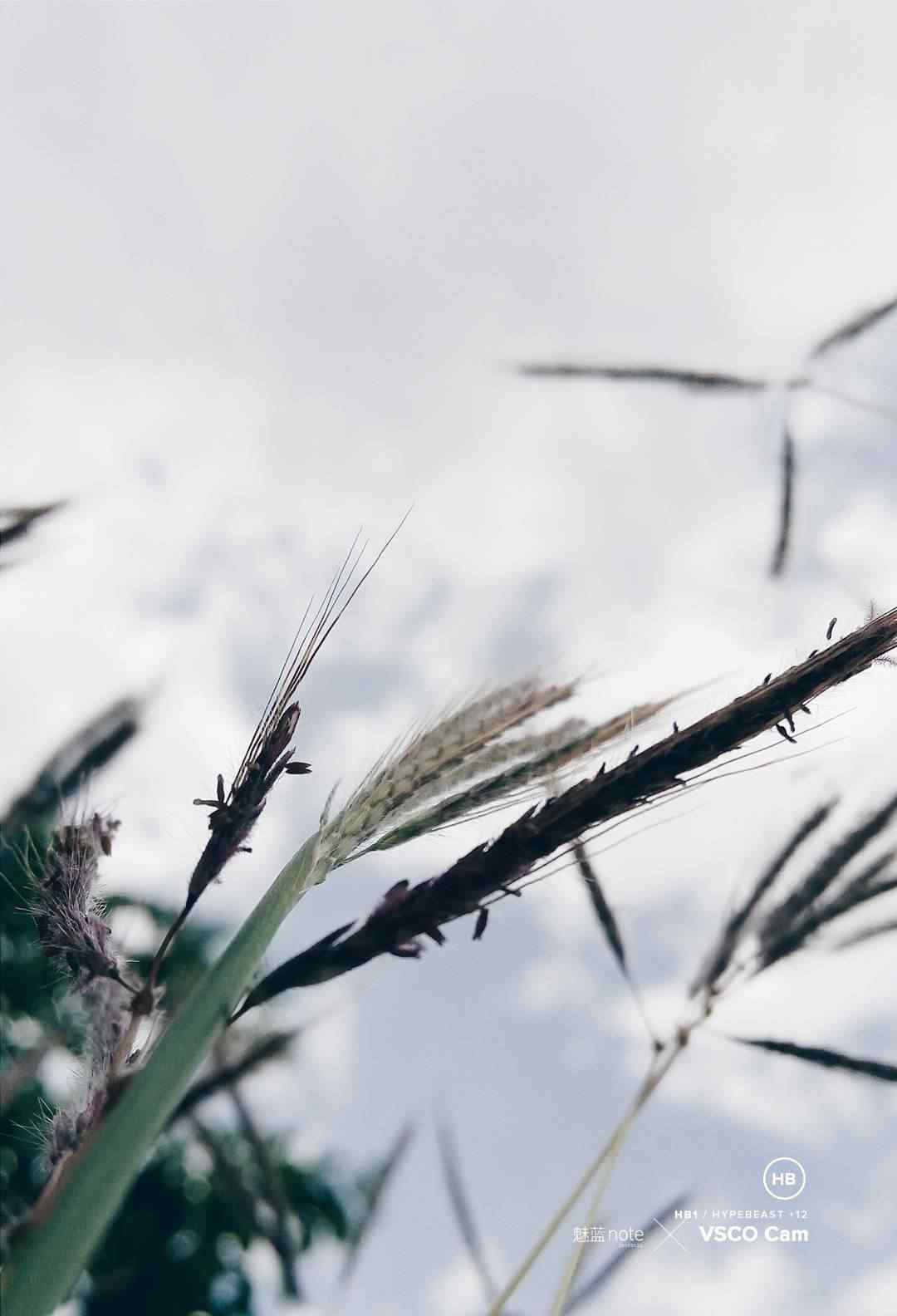 赋得古原草送别的译文 大班语言活动——古诗《赋得古原草送别》