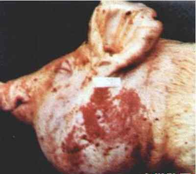 下巴淋巴结图片 看图说猪病－下颌淋巴结化脓性肿大