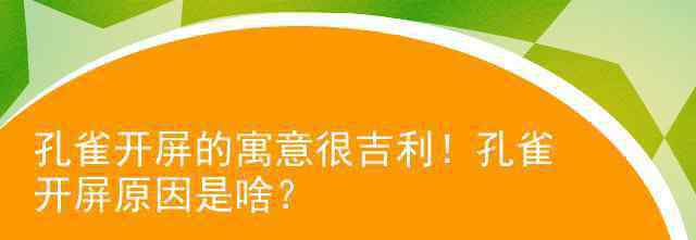 孔雀开屏是什么意思 孔雀开屏的寓意很吉利！孔雀开屏原因是啥？