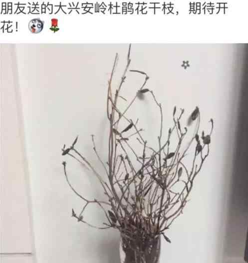 花干 死而复生花刷屏 能起死回生的大兴安岭杜鹃花干枝被称逢春枯木