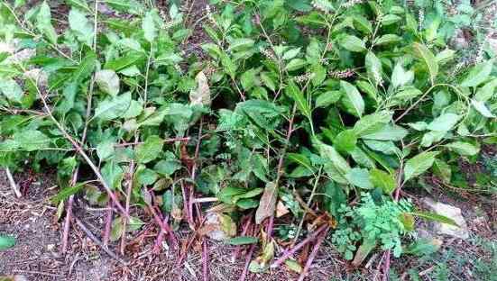 野天麻全株图片 摘野菜住进ICU 紫红色根茎“野天麻草”学名商陆毒性强