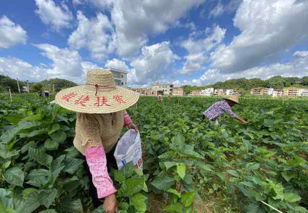 桑芽 小小桑芽菜撬动大产业 敏捷集团走出“造血”扶贫之路