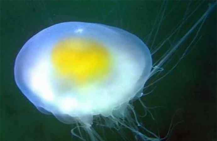 蛋黄水母 蛋黄水母图片 蛋黄水母可以吃吗有毒吗