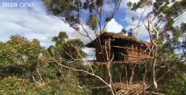 罗维纳犬 丢大脸了！BBC纪录片造假被揭发 科罗威人的树屋临时搭建