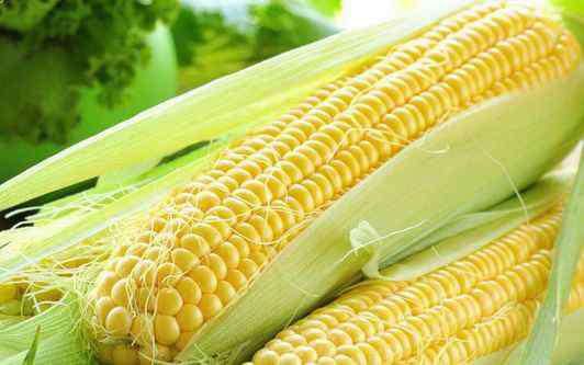 玉米现在多少钱一斤 今日玉米价格多少钱一斤？东北玉米价格涨到0.9元？