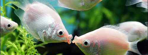 接吻鱼 接吻鱼吃什么 怎样饲养接吻鱼才正确