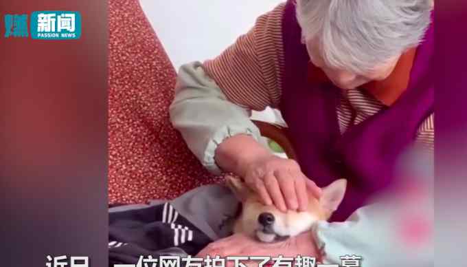 可爱！柴犬被姥姥强制捂眼睛午睡 网友：有一种困 叫姥姥觉得你困