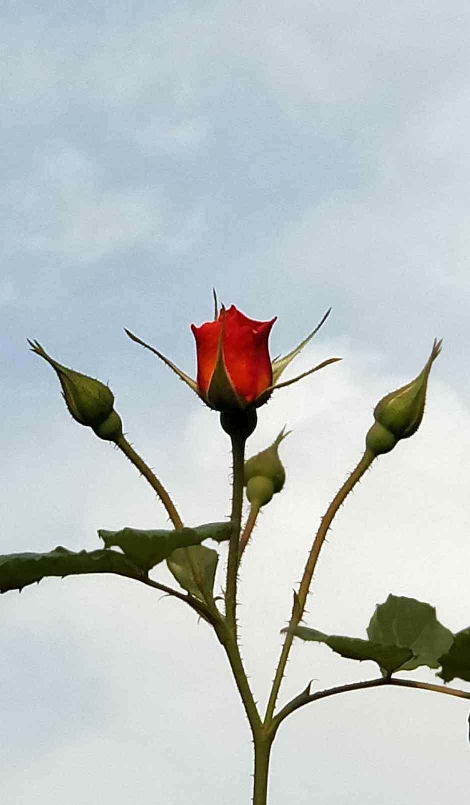 送你一朵玫瑰花 送你一朵玫瑰花！