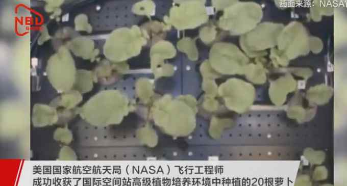 NASA收获史上首批太空萝卜 明年将送回地球 网友好奇：啥味儿啊？