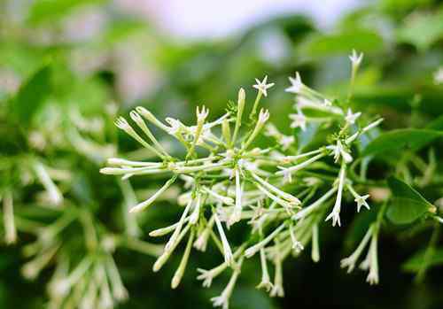 夜来香花图片 夜来香花图片及功效   夜来香什么时候开花