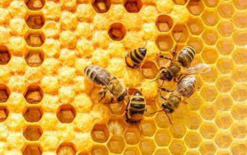 黑蜂胶的功效与作用 “紫色黄金”蜂胶的功效与作用及食用方法有哪些？适合什么人群吃？