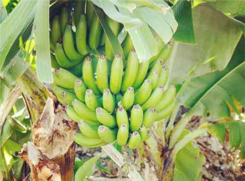 香蕉种子 香蕉为什么没有种子，它的繁殖方式是什么？