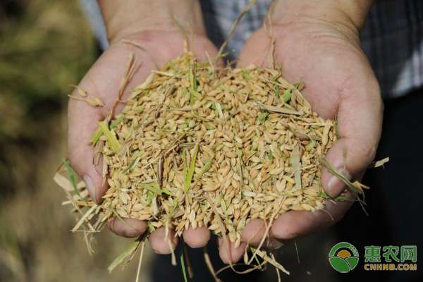 水稻价格行情 今日水稻最新价格多少钱一斤？附水稻价格2020最新行情