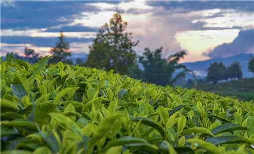 茶多酚的功效与作用 儿茶素有什么功效与作用？儿茶素和茶多酚有什么关系？