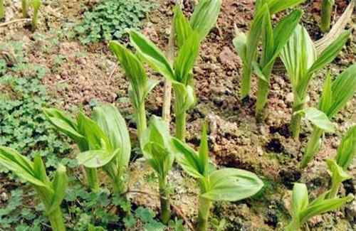 白芨种子批发 【种植知识要点】现在白芨种苗价格多少钱一株？种植是一年一收吗？