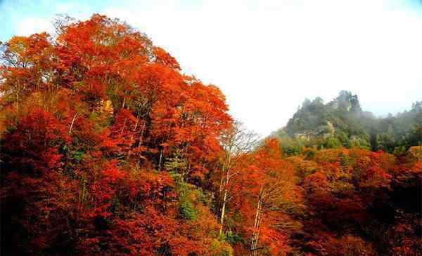 光雾山红叶节 四川光雾山红叶节 2019时间+观赏路线推荐