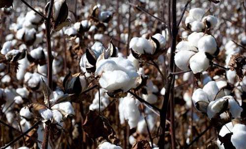 新疆棉价格 新疆收购棉花目标价格的市场回归