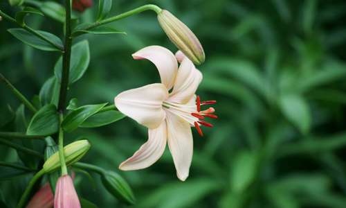 昆明斗南花卉市场 昆明斗南花卉市场百合花最新报价