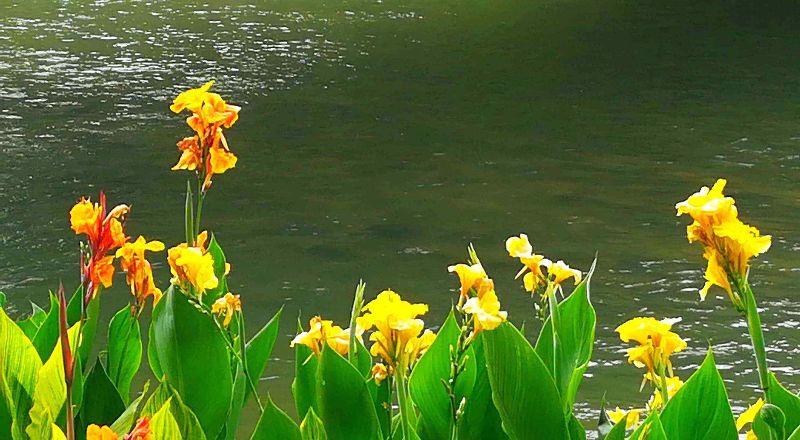 美人蕉花图片 《六月好风景，美人蕉花开》