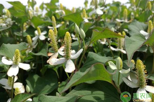 鱼腥草种植方法 鱼腥草种植方法有哪些？