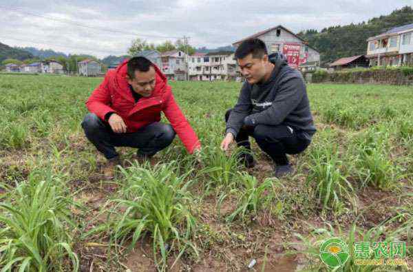 大山培达 号外号外丨大山里的脱贫攻坚战：电商精准扶贫，农旅融合发展