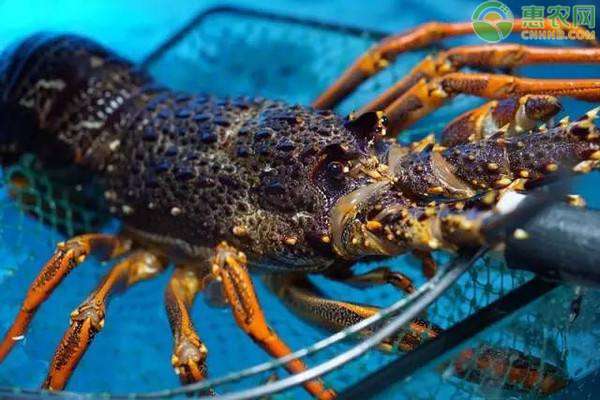 澳洲龙虾多少钱一斤 澳洲龙虾价格多少钱一斤？澳洲龙虾为何这么贵？