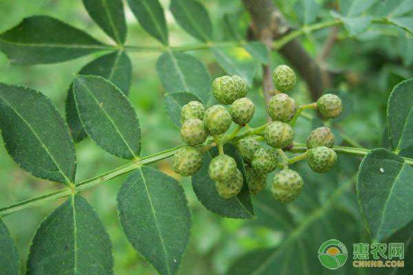 花椒树的种植方法 盆栽花椒树有哪些种植方法?