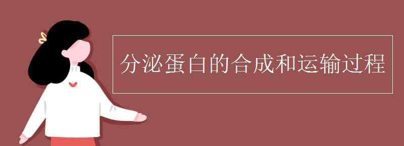 分泌蛋白的合成和运输过程 分泌蛋白的合成和运输过程