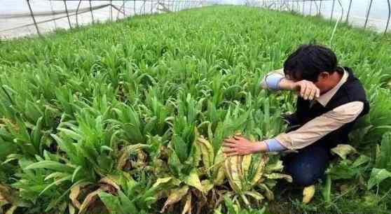 蜈蚣养殖骗局 农业种植养殖新骗局，大家谨防