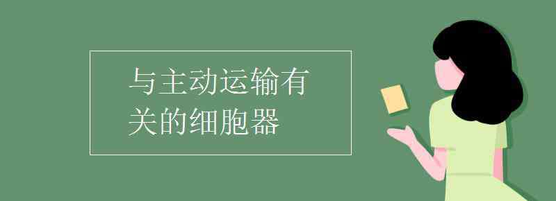 与主动运输有关的细胞器 与主动运输有关的细胞器