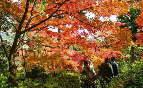 青天河红叶节 2019焦作青天河红叶节时间+门票优惠政策