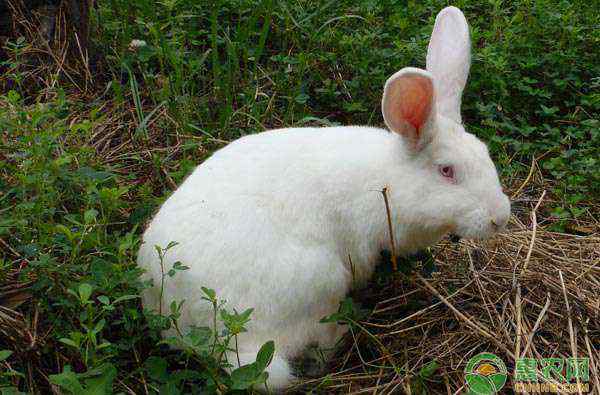兔子拉稀怎么办 兔子拉稀怎么办？
