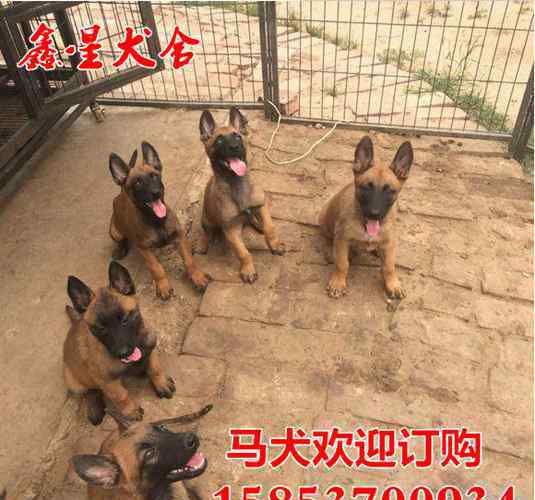 金毛多少钱一只 红金毛犬多少钱一只