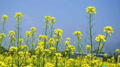 油菜花花期 2018济南看油菜花攻略（门票及花期+地址+交通）