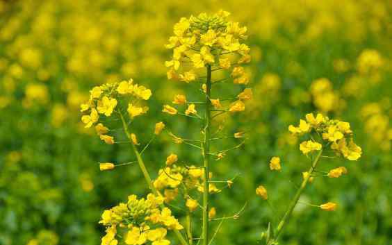 房山油菜花 2019北京房山天开花海油菜花节时间+票价+活动内容