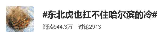 东北虎也扛不住哈尔滨的冷？航拍角度像一堆毛毛虫？揭秘“百兽之王”如何过冬