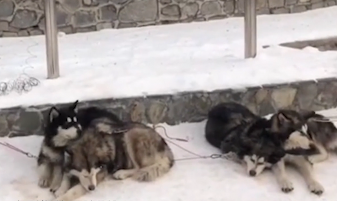 哈尔滨亚布力滑雪场否认虐待雪橇犬：视频不真实 得讲证据