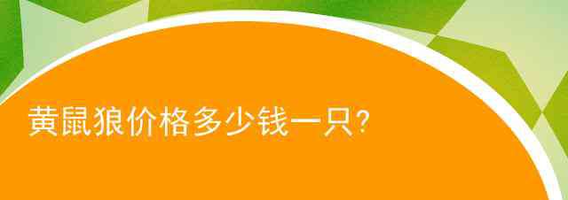 黄鼬 黄鼠狼价格多少钱一只?