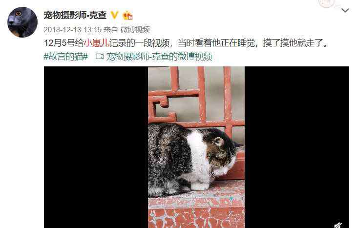 nasa怎么读 那只一直吐着舌头的小猫闭上了嘴巴，NASA说“宇宙见”