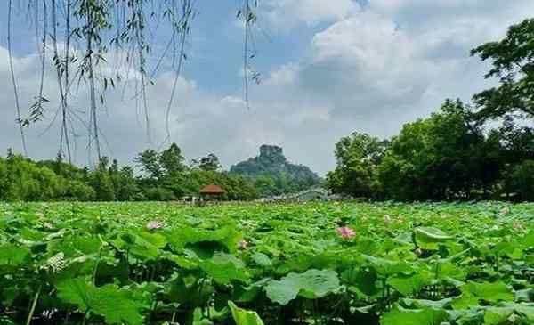 柳州红豆 2020柳州市雀儿山公园开放时间 怎么去-要门票吗