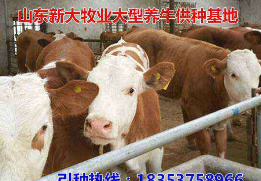 最新肉牛市场价格 佳木斯肉牛市场价格：